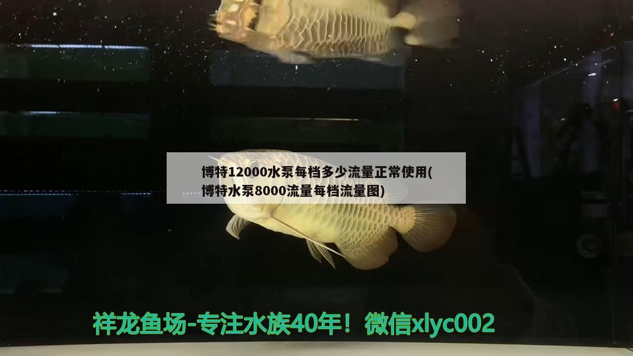 博特12000水泵每檔多少流量正常使用(博特水泵8000流量每檔流量圖) 博特12000水泵每檔多少流量正常使用(博特水泵8000流量每檔流量圖) 博特水族