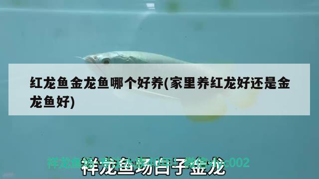 紅龍魚金龍魚哪個好養(家里養紅龍好還是金龍魚好) 紅龍魚金龍魚哪個好養(家里養紅龍好還是金龍魚好) 金龍魚百科