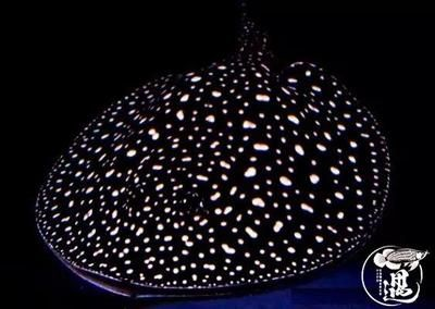 魟魚白點發(fā)黃了還能白回來嗎？：魟魚白點發(fā)黃了還能白回來嗎