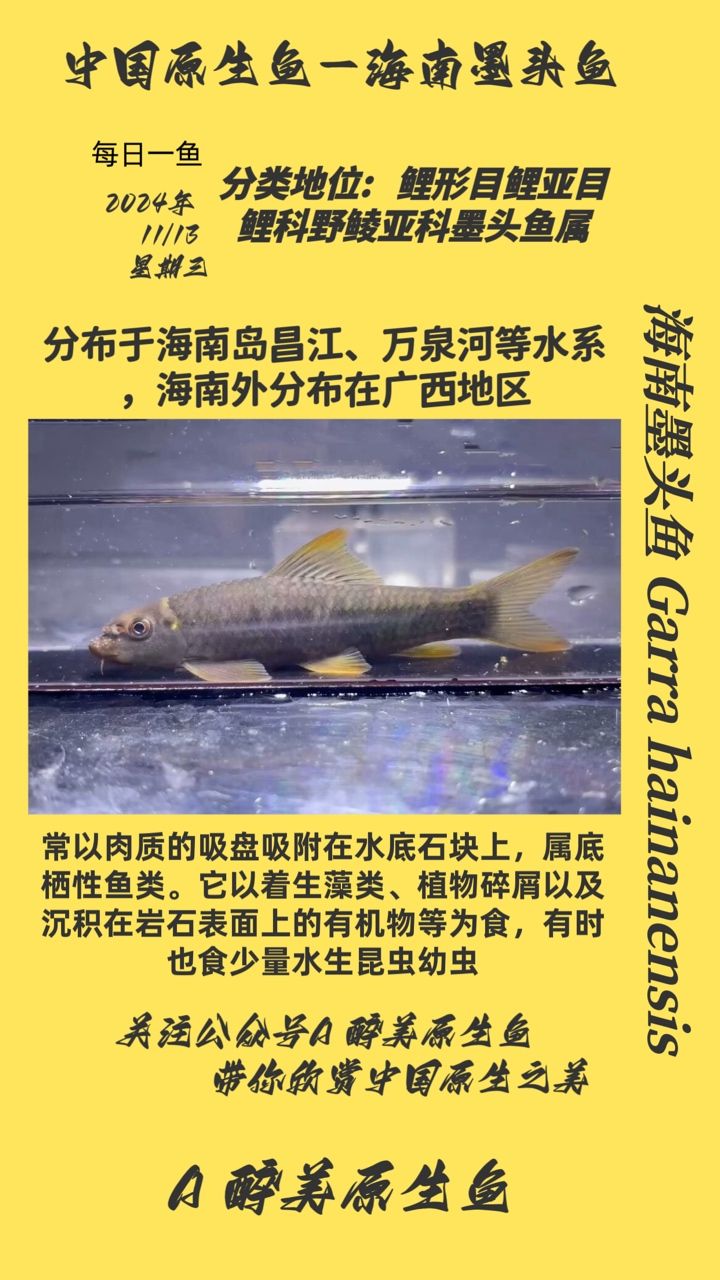<strong><mark>海南</mark></strong>墨頭魚