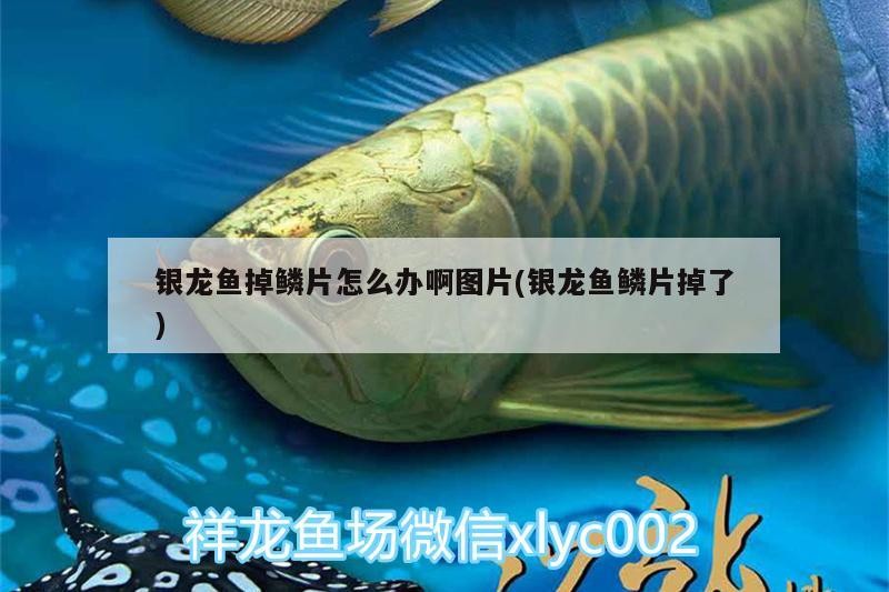 魚(yú)是否缺氧可以通過(guò)觀察其行為和生理反應(yīng)來(lái)進(jìn)行檢查，如何判斷魚(yú)是否缺氧嚴(yán)重？