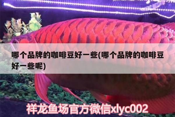 祥龍魚場 哪個(gè)品牌的咖啡豆好一些(哪個(gè)品牌的咖啡豆好一些呢) 馬來西亞咖啡 哪個(gè)品牌的咖啡豆好一些(哪個(gè)品牌的咖啡豆好一些呢) 哪個(gè)品牌的咖啡豆好一些(哪個(gè)品牌的咖啡豆好一些呢) 馬來西亞咖啡