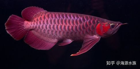 怎么讓紅龍魚體型變寬：如何讓紅龍魚的體型變寬