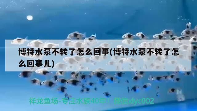 博特水泵不轉了怎么回事(博特水泵不轉了怎么回事兒)