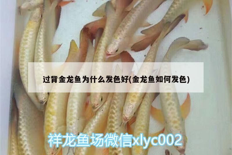 過背金龍魚為什么發色好(金龍魚如何發色)