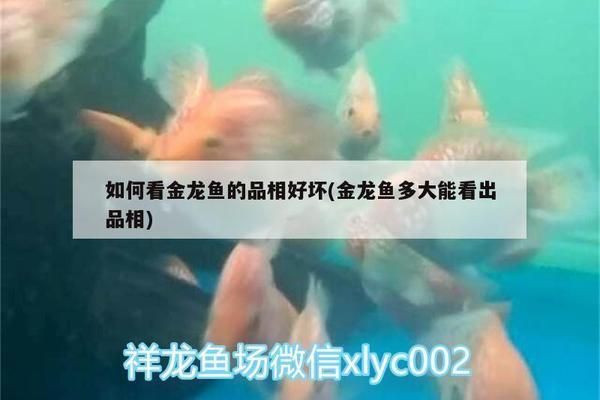 過(guò)背金龍魚(yú)怎么看品相好壞：如何判斷過(guò)背金龍魚(yú)的品相好壞