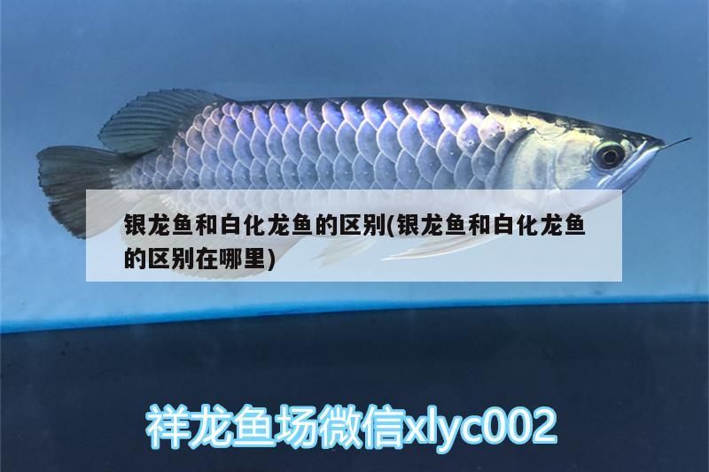 銀龍魚 銀龍魚和白化龍魚的區別(銀龍魚和白化龍魚的區別在哪里) 銀龍魚百科 銀龍魚和白化龍魚的區別(銀龍魚和白化龍魚的區別在哪里) 銀龍魚和白化龍魚的區別(銀龍魚和白化龍魚的區別在哪里) 銀龍魚百科