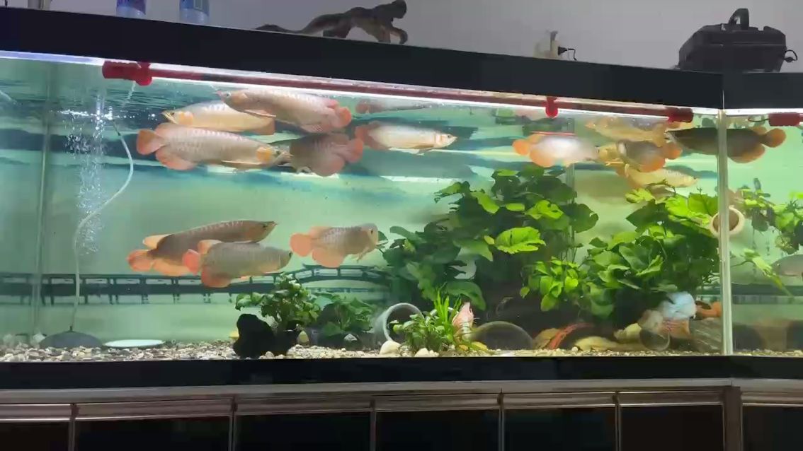 綠植做了些微調還是不怎么滿意。