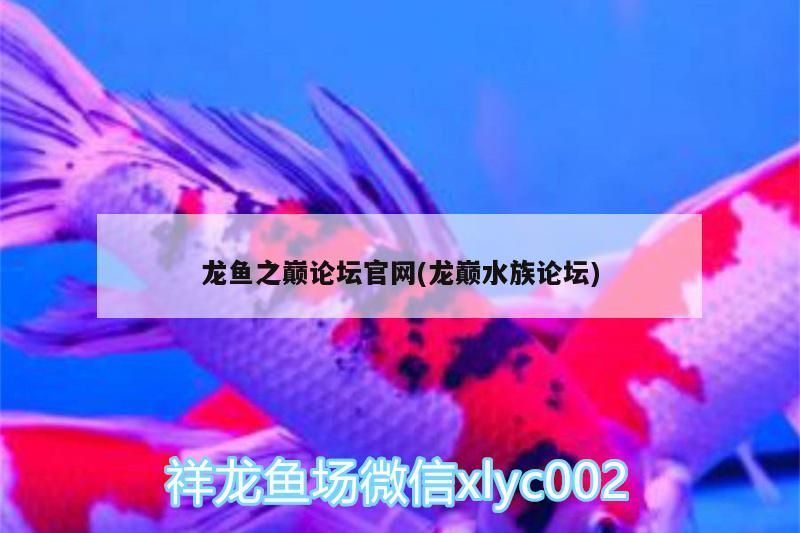 觀賞魚 龍魚之巔論壇官網(龍巔水族論壇) 黃金貓魚百科 龍魚之巔論壇官網(龍巔水族論壇) 龍魚之巔論壇官網(龍巔水族論壇) 黃金貓魚百科