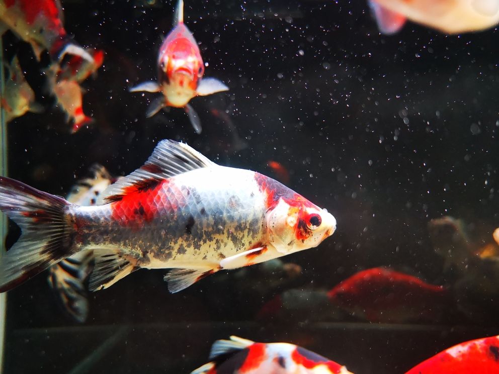 八月份的魚