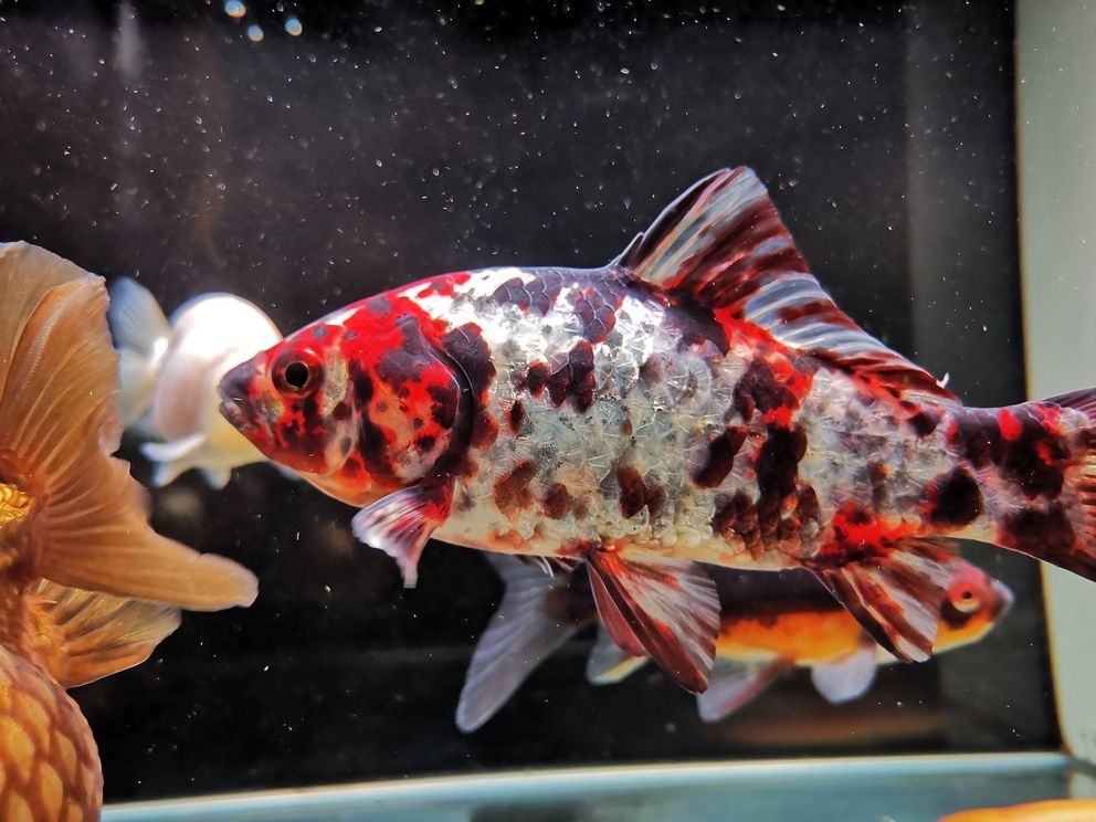 八月份的魚