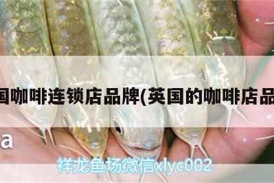 觀賞魚 英國咖啡連鎖店品牌(英國的咖啡店品牌) 馬來西亞咖啡 英國咖啡連鎖店品牌(英國的咖啡店品牌) 英國咖啡連鎖店品牌(英國的咖啡店品牌) 馬來西亞咖啡