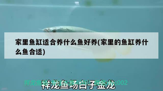 家里魚缸適合養什么魚好養(家里的魚缸養什么魚合適)