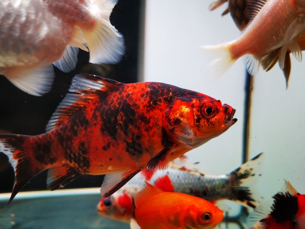 七月份的魚 七月份的魚 龍魚論壇 第1張