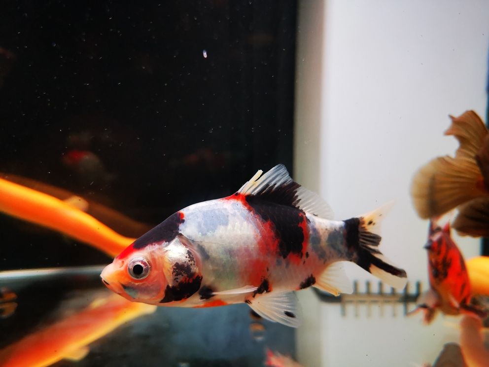 七月份的魚 七月份的魚 龍魚論壇 第2張