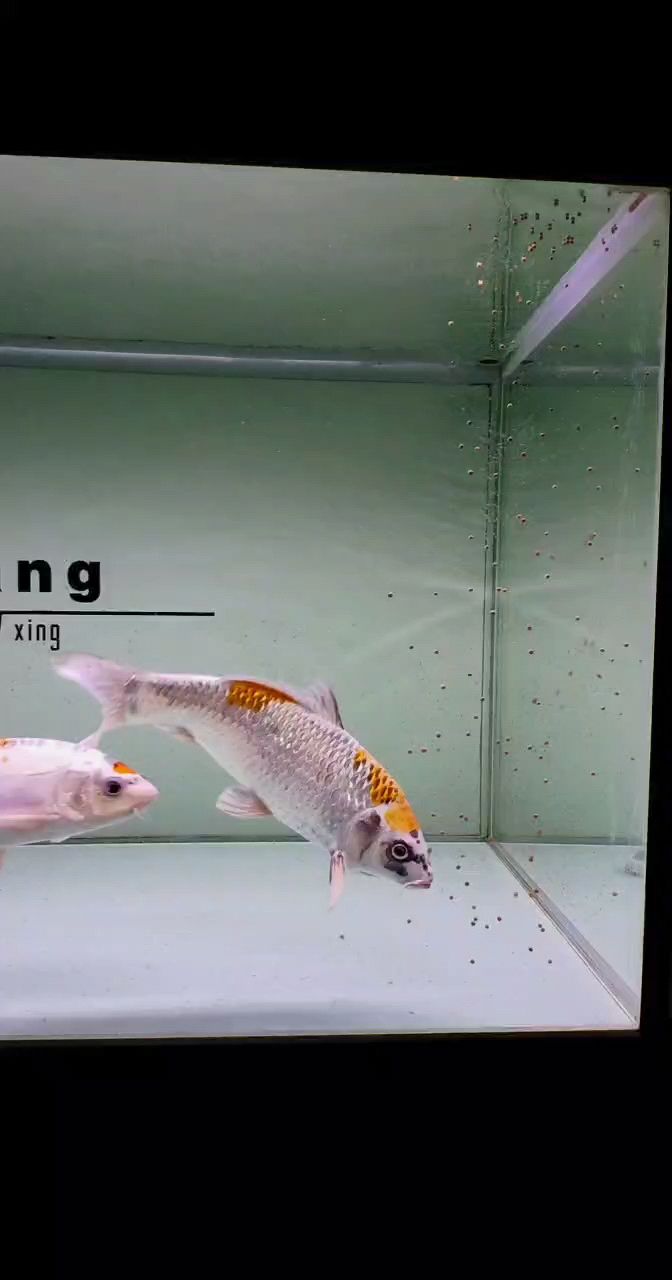 記錄三個亮魚 龍魚論壇 記錄三個亮魚 記錄三個亮魚 龍魚論壇