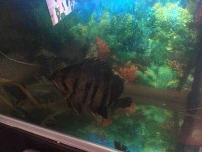 虎魚養一條好還是兩條好：虎魚一般養一條好還是兩條好 虎魚養一條好還是兩條好：虎魚一般養一條好還是兩條好 虎魚百科 第1張