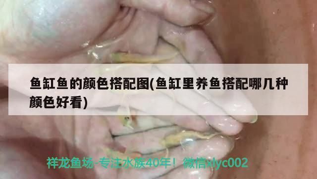 魚缸魚的顏色搭配圖(魚缸里養魚搭配哪幾種顏色好看)