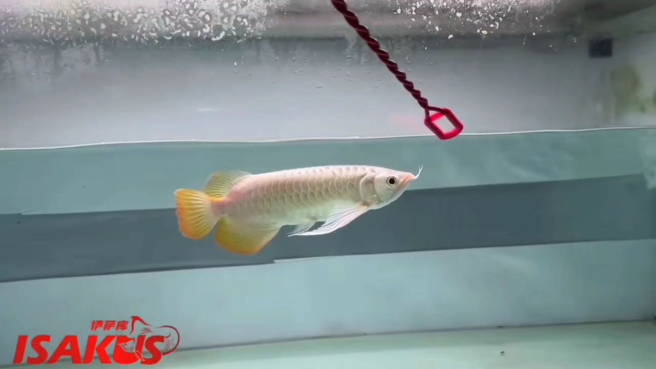 紅龍魚 優美飄逸的紅龍 龍魚論壇 優美飄逸的紅龍 優美飄逸的紅龍 龍魚論壇