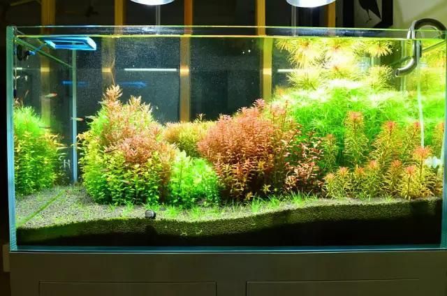 膠州觀賞魚批發(fā)基地（ 膠州觀賞魚市場）