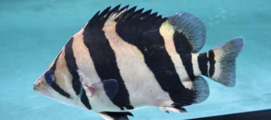 魟魚食量大嗎能吃嗎：魟魚的食量大嗎？