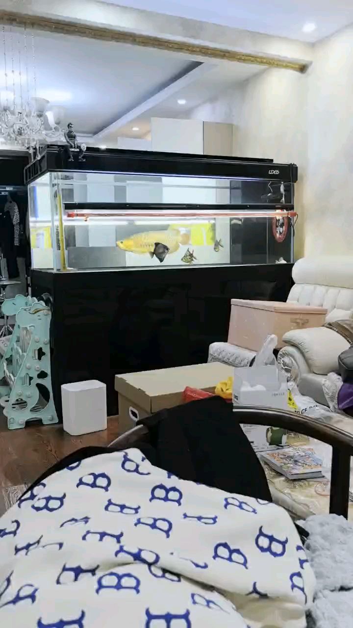 我的魚還行嗎，本文探討了個體對自身健康狀況的擔憂
