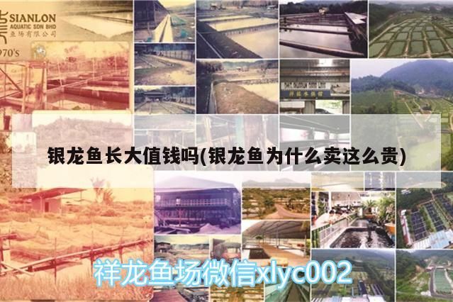 銀龍魚長大值錢嗎(銀龍魚為什么賣這么貴) 銀龍魚長大值錢嗎(銀龍魚為什么賣這么貴) 銀龍魚百科