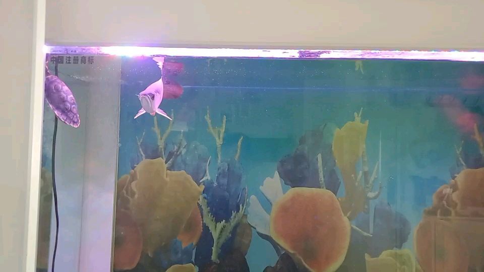 怎么去除魚(yú)缸黃水（ 魚(yú)缸里黃色水垢怎么去除） 怎么去除魚(yú)缸黃水（ 魚(yú)缸里黃色水垢怎么去除） 博特水族