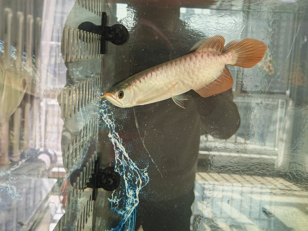 記錄龍魚回來的第三天！