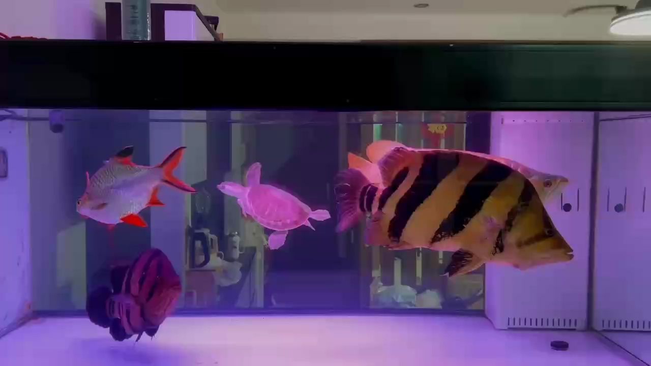 天氣涼快了，您們魚缸加溫了嗎？