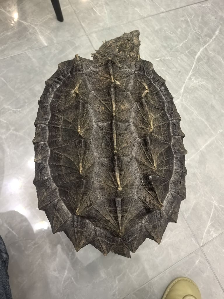釣魚龜