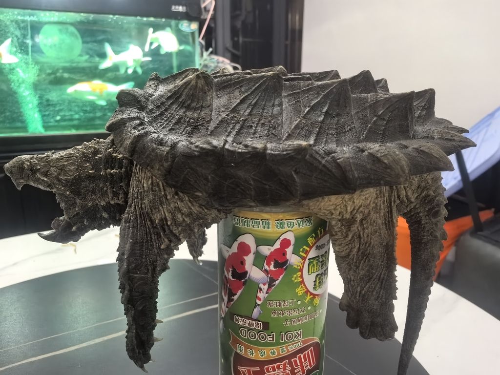 釣魚龜