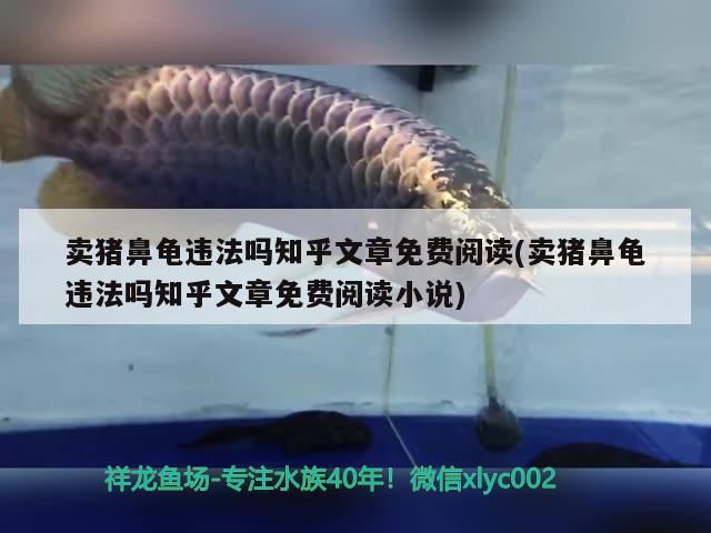 賣豬鼻龜違法嗎知乎文章免費閱讀(賣豬鼻龜違法嗎知乎文章免費閱讀小說) 賣豬鼻龜違法嗎知乎文章免費閱讀(賣豬鼻龜違法嗎知乎文章免費閱讀小說) 豬鼻龜百科