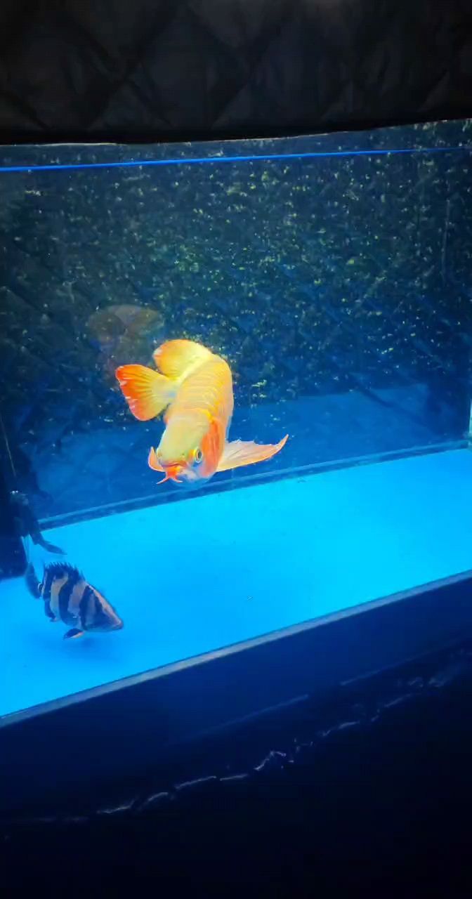 觀賞魚 好久沒有記錄了 龍魚論壇 好久沒有記錄了 好久沒有記錄了 龍魚論壇