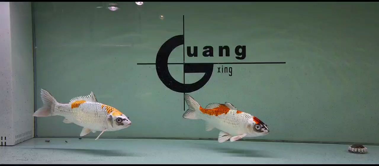 孔雀