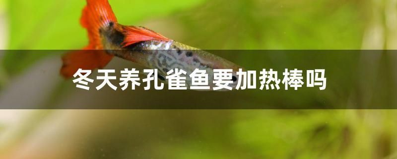 冬天養孔雀魚要加熱棒嗎