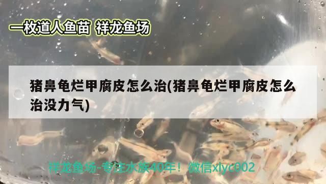 豬鼻龜爛甲腐皮怎么治(豬鼻龜爛甲腐皮怎么治沒力氣) 豬鼻龜爛甲腐皮怎么治(豬鼻龜爛甲腐皮怎么治沒力氣) 豬鼻龜百科