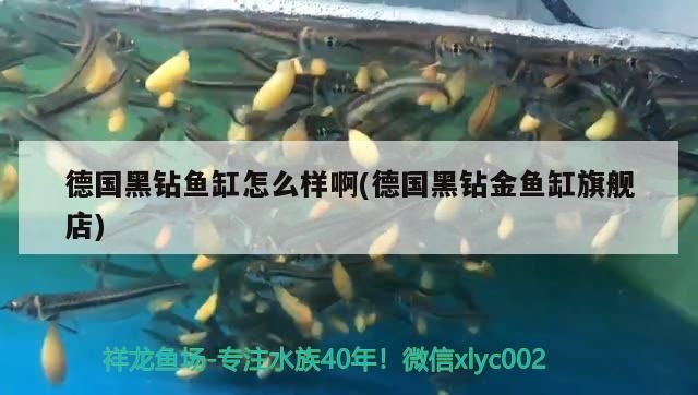 德國黑鉆魚缸怎么樣啊(德國黑鉆金魚缸旗艦店)
