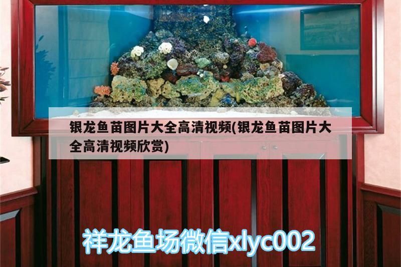 銀龍魚苗圖片大全高清視頻(銀龍魚苗圖片大全高清視頻欣賞)