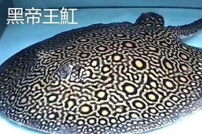 魟魚哪種好看又好養活：魟魚哪種好看 魟魚哪種好看又好養活：魟魚哪種好看 魟魚百科 第3張