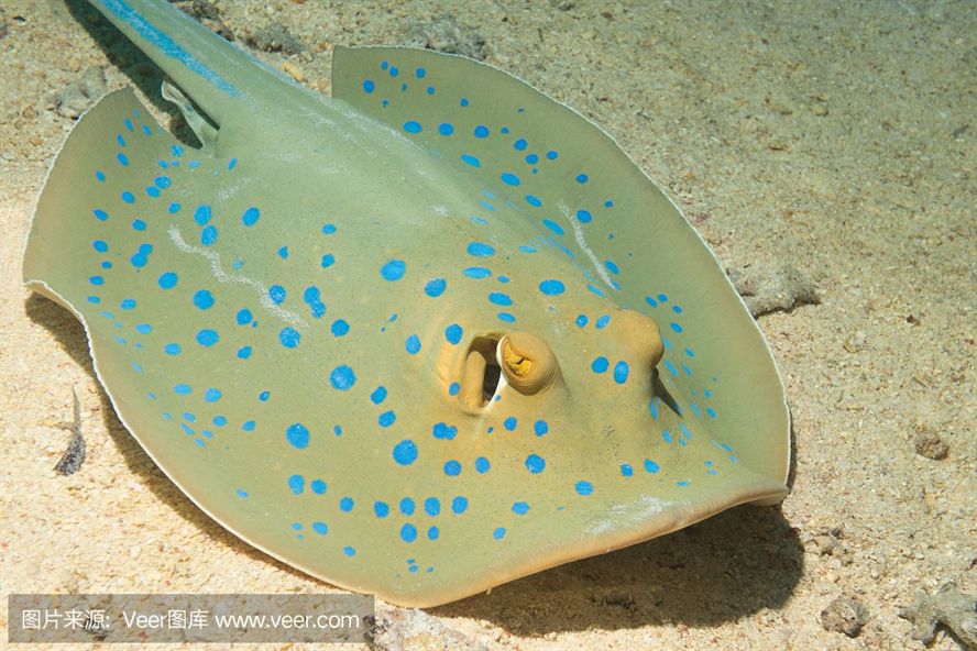 魟魚喂什么：魟魚的喂食方法和注意事項(xiàng)