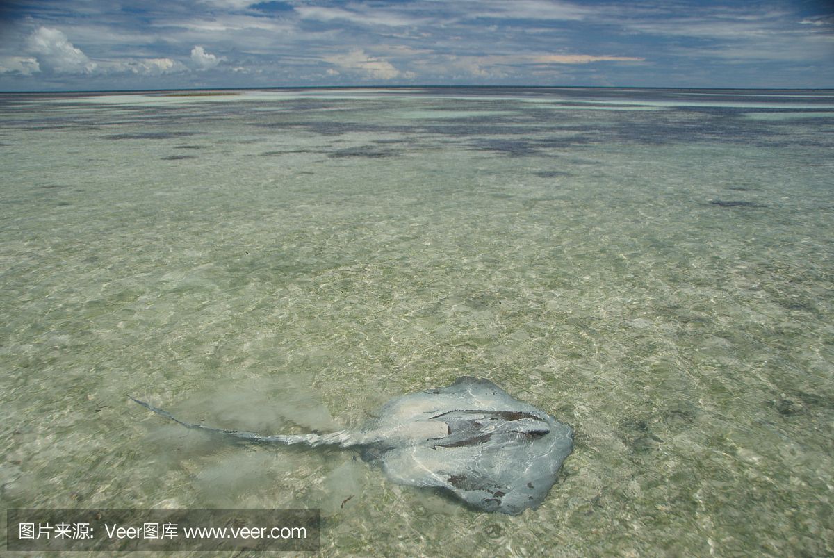 魟魚喂什么：魟魚的喂食方法和注意事項(xiàng)