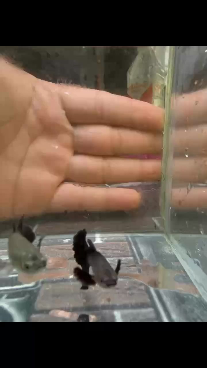 水墨大耳孔雀魚#孔雀魚#高端孔雀魚#稀有孔雀魚 水墨大耳孔雀魚#孔雀魚#高端孔雀魚#稀有孔雀魚 龍魚論壇
