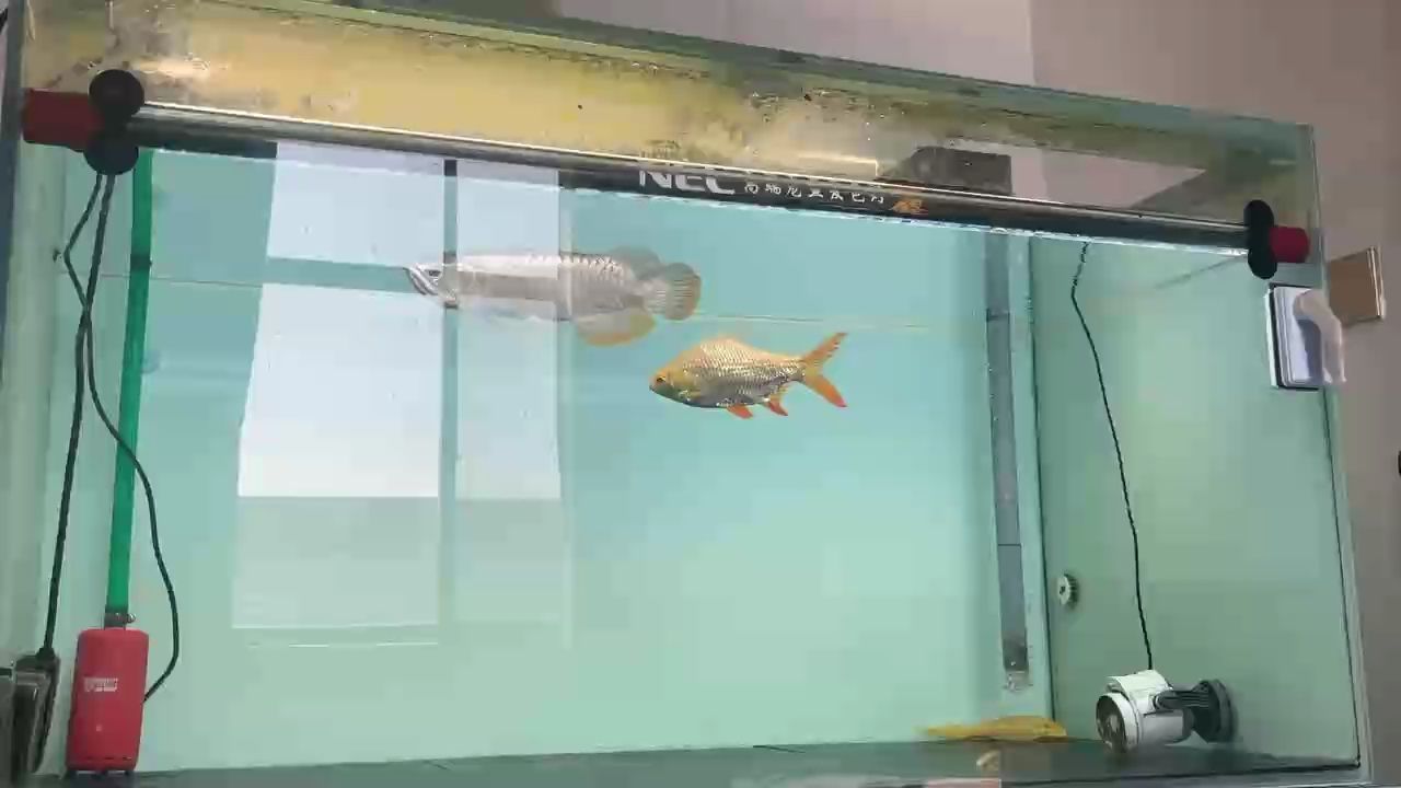 林蛙，小魚，蝦，泥鰍，飼料，都吃，狀態要咬人