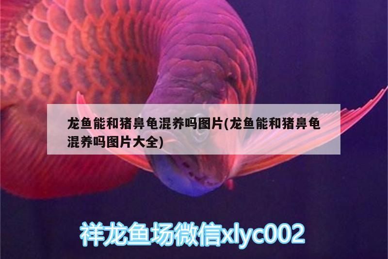 龍魚能和豬鼻龜混養嗎圖片(龍魚能和豬鼻龜混養嗎圖片大全) 龍魚能和豬鼻龜混養嗎圖片(龍魚能和豬鼻龜混養嗎圖片大全) 豬鼻龜百科