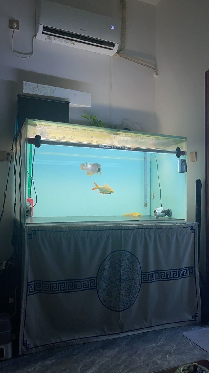 單養(yǎng)開始 單養(yǎng)開始 龍魚論壇