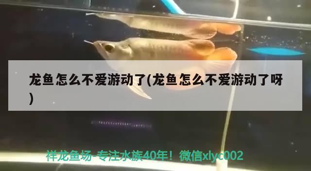 龍魚怎么不愛游動了(龍魚怎么不愛游動了呀) 可麗愛魚缸 龍魚怎么不愛游動了(龍魚怎么不愛游動了呀) 龍魚怎么不愛游動了(龍魚怎么不愛游動了呀) 可麗愛魚缸