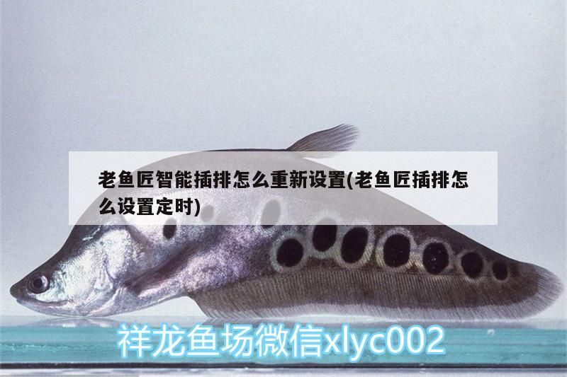 老魚匠智能插排怎么重新設置(老魚匠插排怎么設置定時)