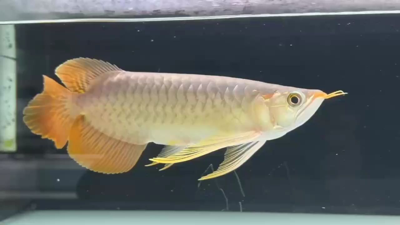 擁有即巔峰