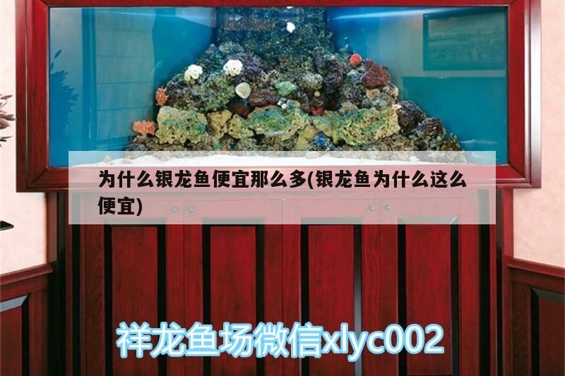為什么銀龍魚便宜那么多(銀龍魚為什么這么便宜) 為什么銀龍魚便宜那么多(銀龍魚為什么這么便宜) 銀龍魚百科